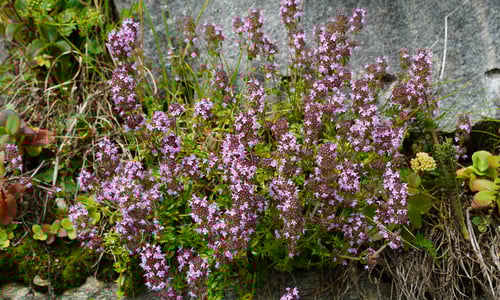 Echte tijm (Thymus vulgaris)