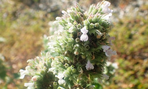 Wild kattenkruid (Nepeta cataria)