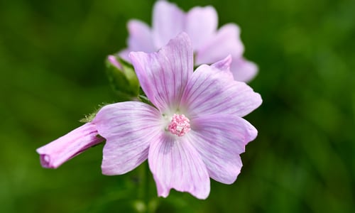 Vijfdelig kaasjeskruid (Malva alcea)
