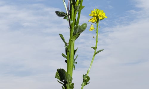 Gewoon barbarakruid (Barbarea vulgaris)
