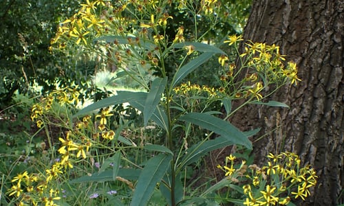 Schaduwkruiskruid (Senecio ovatus)
