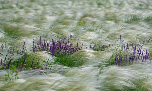 Bossalie (Salvia nemorosa)