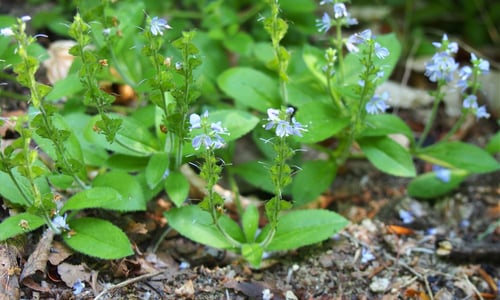 Mannetjesereprijs (Veronica officinalis)