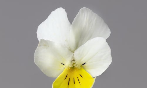Akkerviooltje (Viola arvensis)