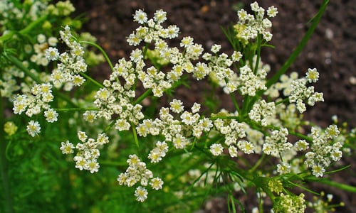 Karwij (Carum carvi)