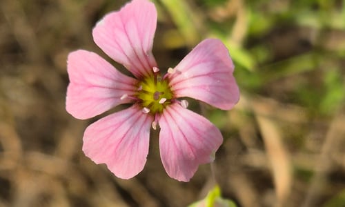 Koekruid (Vaccaria hispanica)