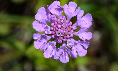 Duifkruid (Scabiosa columbaria)