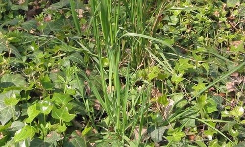 Grote vossenstaart (Alopecurus pratensis)