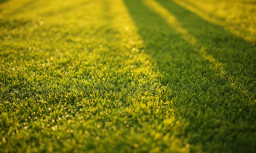 Speel- en sportgazon (Graszaad)