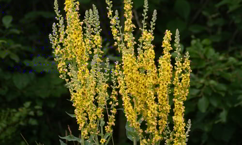 Zwarte toorts (Verbascum nigrum)