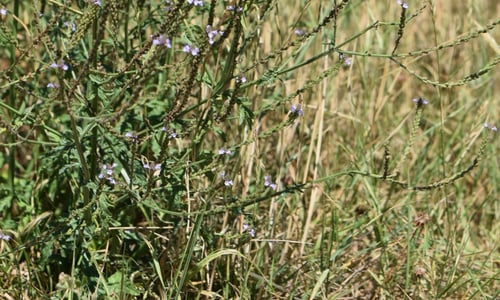 IJzerhard (Verbena officinalis)