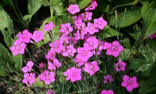 Steenanjer (Dianthus deltoides)