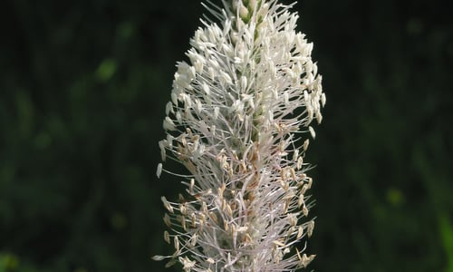 Ruige weegbree (Plantago media)