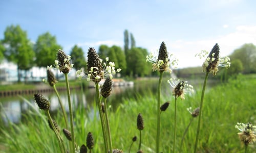 Smalle weegbree (Plantago lanceolata)
