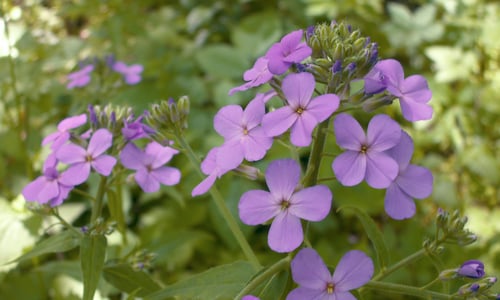 Damastbloem (Hesperis matronalis)