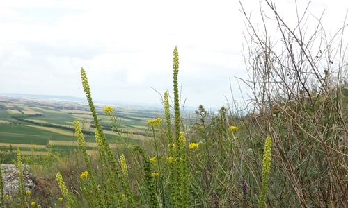 Wouw (Reseda luteola)