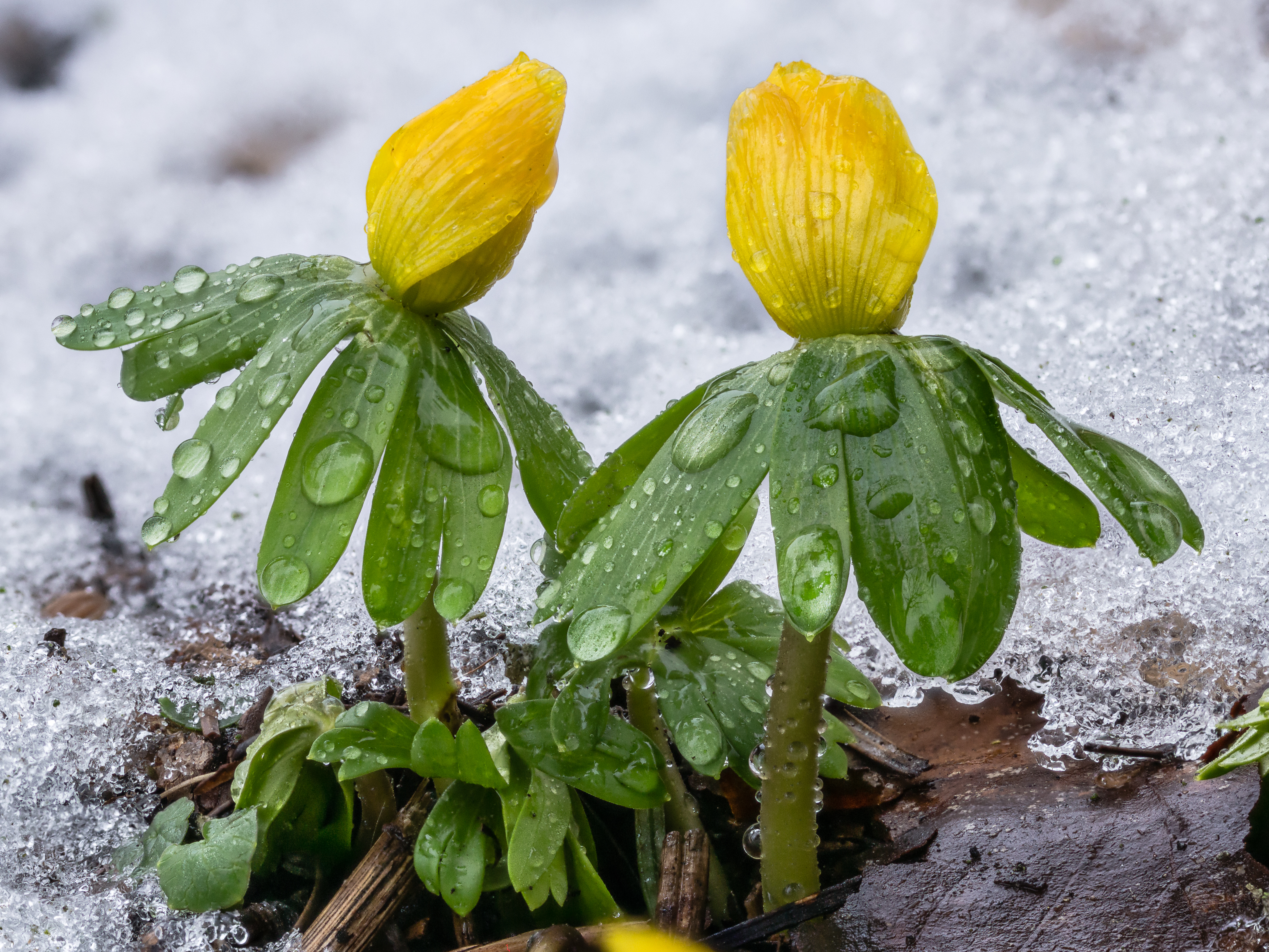 Winterakoniet (Eranthis hyemalis)