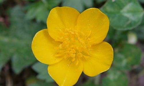 Kruipende boterbloem (Ranunculus repens)