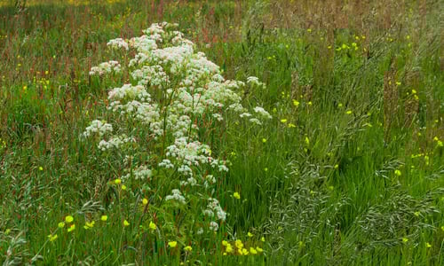 Fluitenkruid (Anthriscus sylvestris)