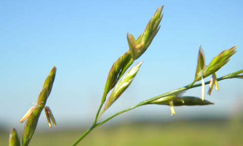 Beemdlangbloem BIO (Schedonorus pratensis)