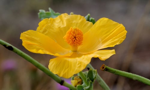 Gele hoornpapaver (Glaucium flavum)