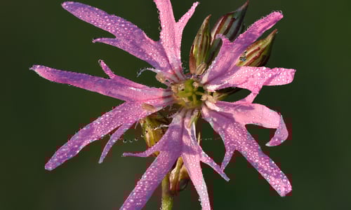 Silene flos-cuculi (Echte koekoeksbloem)