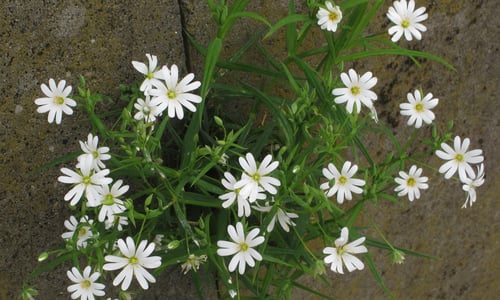 Grote muur (Stellaria holostea)