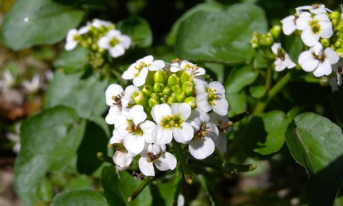 Witte waterkers (Nasturtium officinale)