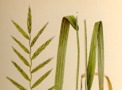 Gevinde kortsteel (Brachypodium pinnatum)