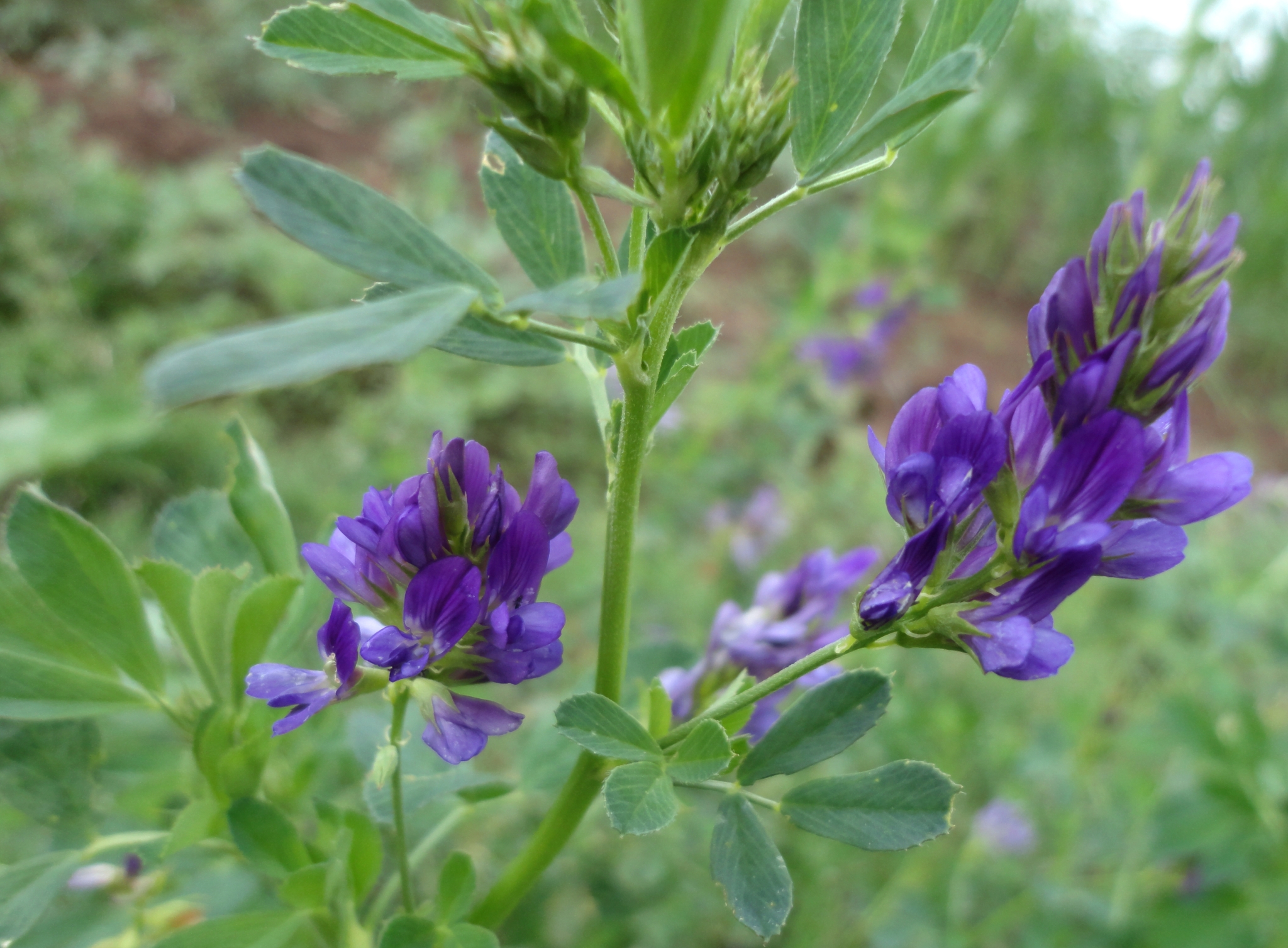 Luzerne/Alfalfa (Medicago sativa)