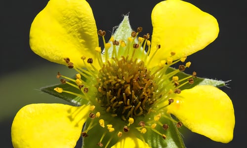 Geel nagelkruid (Geum urbanum)