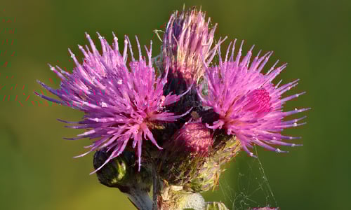 Kale jonker (Cirsium palustre)
