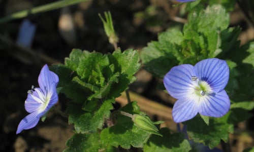 Grote ereprijs (Veronica persica)