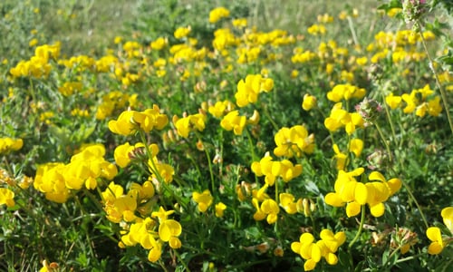 Gewone rolklaver BIO (Lotus corniculatus var. corniculatus)