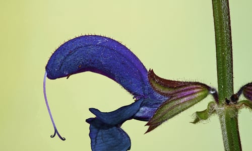 Veldsalie (Salvia pratensis)