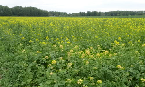 Witte mosterd (Sinapis alba)