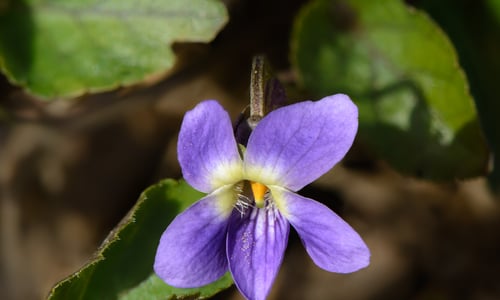 Maarts viooltje (Viola odorata)
