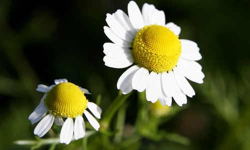 Echte kamille (Matricaria chamomilla)