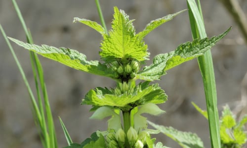 Lamium album (Witte dovenetel)