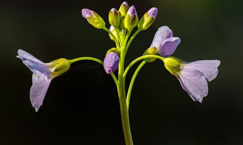 Pinksterbloem (Cardamine pratensis)
