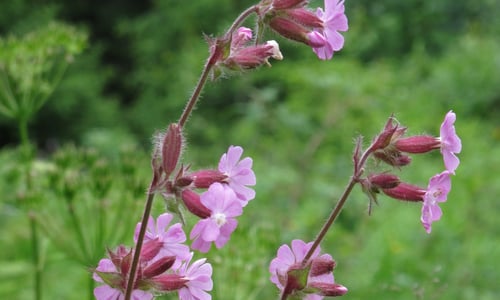 Dagkoekoeksbloem (Silene dioica)