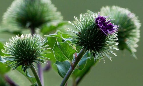 Grote klit BIO (Arctium lappa)