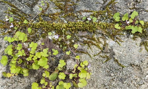 Muurleeuwenbek (Cymbalaria muralis)