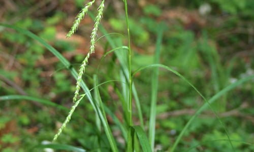 Boszegge (Carex sylvatica)