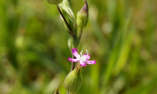 Kegelsilene (Silene conica)