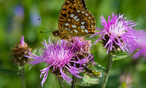 Knoopkruid (Centaurea jacea)