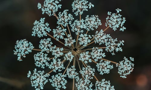Wilde Peen BIO (Daucus carota)