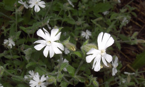 Nachtkoekoeksbloem (Silene noctiflora)