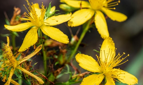 Sint-Janskruid BIO (Hypericum perforatum)