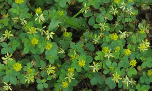 Kleine klaver (Trifolium dubium)